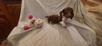 Rollo NewPrice, a male Miniature Dachshund for sale in Prescott Valley, AZ – 5 of 5