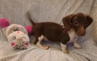 Rollo NewPrice, a male Miniature Dachshund for sale in Prescott Valley, AZ – 2 of 5