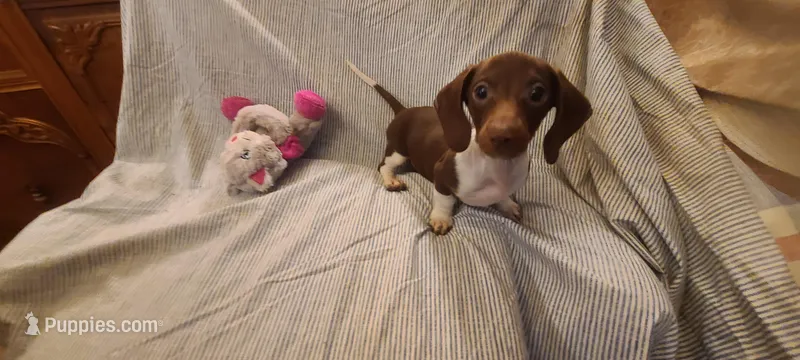Rollo NewPrice – Miniature Dachshund puppy for sale in Prescott Valley, AZ