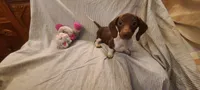 Rollo NewPrice, a male Miniature Dachshund for sale in Prescott Valley, AZ – 1 of 5