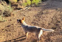 Red Baron, a male Australian Cattle Dog for sale in Prescott Valley, AZ – 6 of 6
