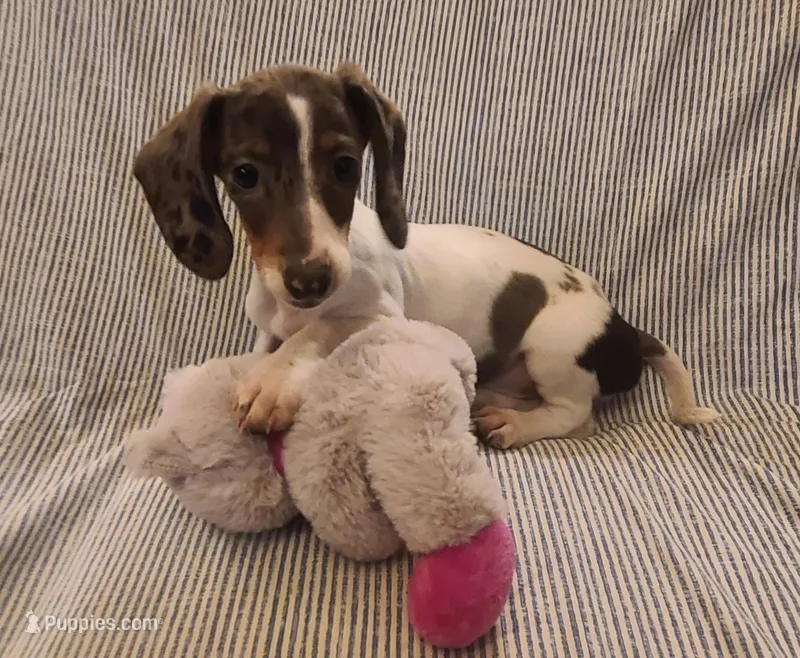 Frosty NewPrice – Miniature Dachshund puppy for sale in Prescott Valley, AZ