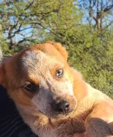 Red Baron, a male Australian Cattle Dog for sale in Prescott Valley, AZ – 2 of 6