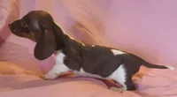 Coco, a female Miniature Dachshund for sale in Prescott Valley, AZ – 2 of 3