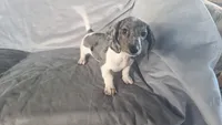 Buddy, a male Miniature Dachshund for sale in Prescott Valley, AZ – 3 of 6