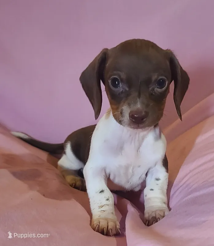 Coco – Miniature Dachshund puppy for sale in Prescott Valley, AZ