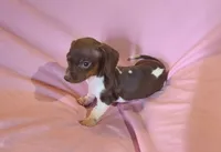 Coco, a female Miniature Dachshund for sale in Prescott Valley, AZ – 3 of 3