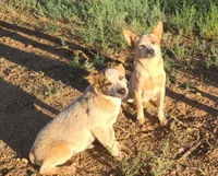 AKC Tiki Tiki, a female Australian Cattle Dog for sale in Prescott Valley, AZ – 5 of 7