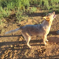 AKC Tiki Tiki, a female Australian Cattle Dog for sale in Prescott Valley, AZ – 3 of 7