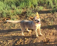 AKC Tiki Tiki, a female Australian Cattle Dog for sale in Prescott Valley, AZ – 6 of 7