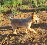 AKC Tiki Tiki, a female Australian Cattle Dog for sale in Prescott Valley, AZ – 7 of 7