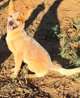 AKC Tiki Tiki, a female Australian Cattle Dog for sale in Prescott Valley, AZ – 4 of 7