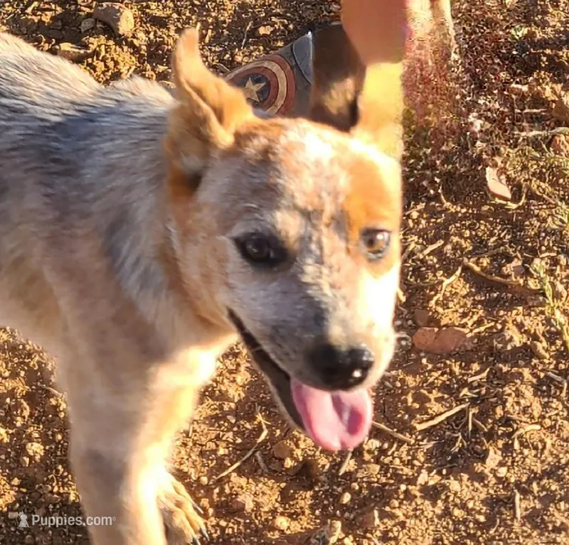 AKC Tiki Tiki – Australian Cattle Dog puppy on hold in Prescott Valley, AZ