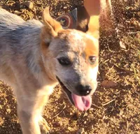 AKC Tiki Tiki, a female Australian Cattle Dog for sale in Prescott Valley, AZ – 1 of 7