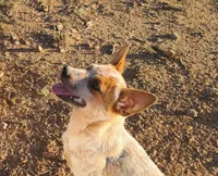 AKC Tiki Tiki, a female Australian Cattle Dog for sale in Prescott Valley, AZ – 2 of 7