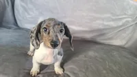Buddy, a male Miniature Dachshund for sale in Prescott Valley, AZ – 6 of 6
