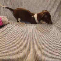 Rollo NewPrice, a male Miniature Dachshund for sale in Prescott Valley, AZ – 4 of 5