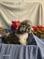 Randy, a male Havapoo for sale in Beach City, OH – 6 of 9