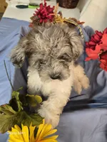 Randy, a male Havapoo for sale in Beach City, OH – 2 of 9