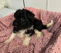 Sally, a female Havapoo for sale in Beach City, OH – 4 of 10