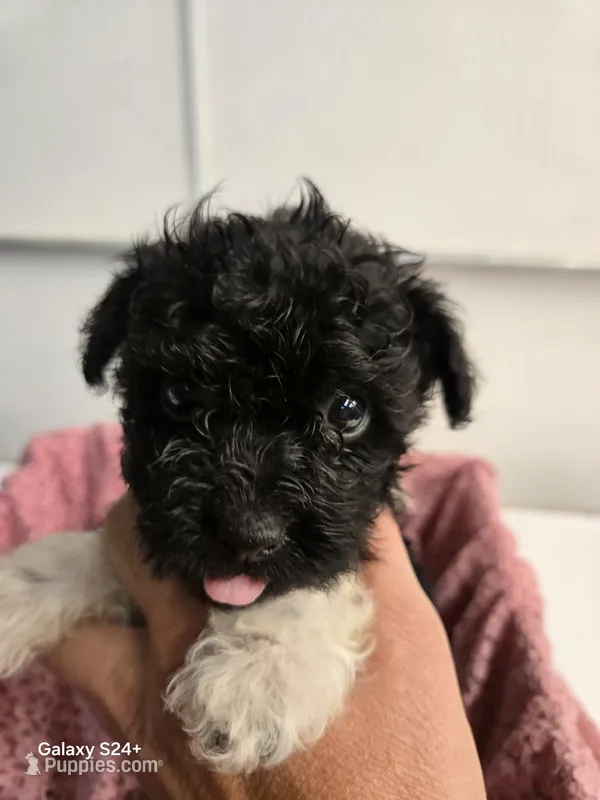 Sally – Havapoo puppy for sale in Beach City, OH