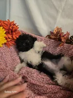 Sally, a female Havapoo for sale in Beach City, OH – 3 of 10
