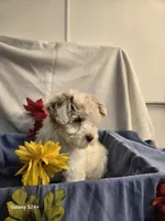 Ricky, a male Havapoo for sale in Beach City, OH – 10 of 10