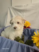 Ricky, a male Havapoo for sale in Beach City, OH – 9 of 10