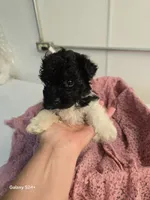 Sally, a female Havapoo for sale in Beach City, OH – 6 of 10
