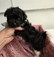 Sally, a female Havapoo for sale in Beach City, OH – 2 of 10