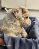 Ricky, a male Havapoo for sale in Beach City, OH – 4 of 10
