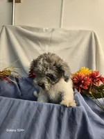 Randy, a male Havapoo for sale in Beach City, OH – 4 of 9