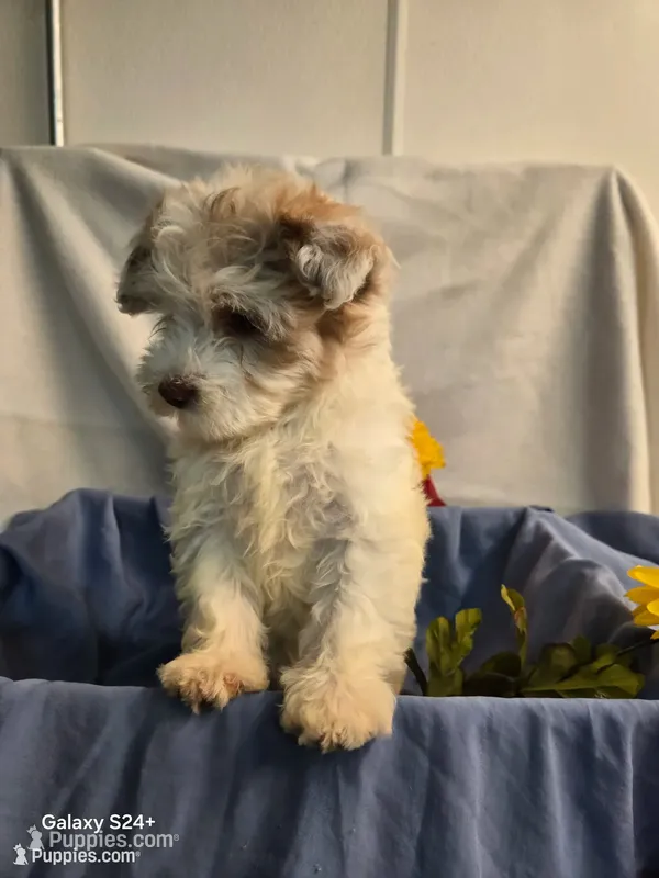 Ricky – Havapoo puppy for sale in Beach City, OH
