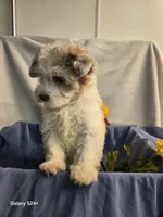 Ricky, a male Havapoo for sale in Beach City, OH – 8 of 10