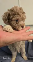 Buddy, a male Havapoo for sale in Beach City, OH – 4 of 10