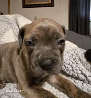Waffle , a male Frenchton for sale in Beach City, OH – Photo 6 of 9
