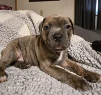 Waffle , a male Frenchton for sale in Beach City, OH – Photo 7 of 9