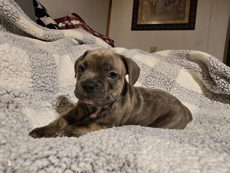 Waffle  – Frenchton puppy for sale in Beach City, OH