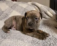 Waffle , a male Frenchton for sale in Beach City, OH – Photo 5 of 9