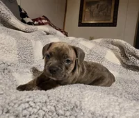 Waffle , a male Frenchton for sale in Beach City, OH – Photo 4 of 9