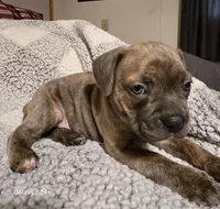 Waffle , a male Frenchton for sale in Beach City, OH – Photo 9 of 9