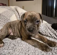 Waffle , a male Frenchton for sale in Beach City, OH – Photo 8 of 9