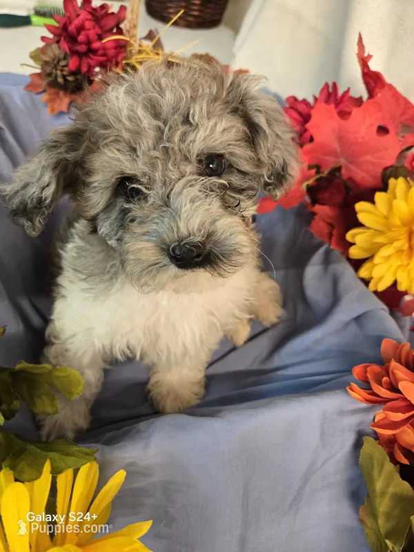 Randy – Havapoo puppy for sale in Beach City, OH