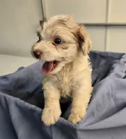 Ricky, a male Havapoo for sale in Beach City, OH – 3 of 10