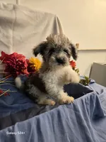 Randy, a male Havapoo for sale in Beach City, OH – 3 of 9