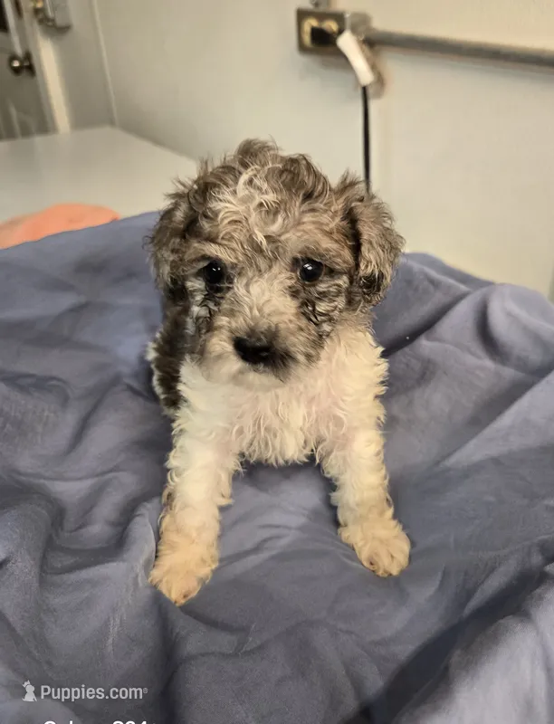 Randy – Havapoo puppy for sale in Beach City, OH