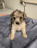 Randy, a male Havapoo for sale in Beach City, OH – 1 of 10