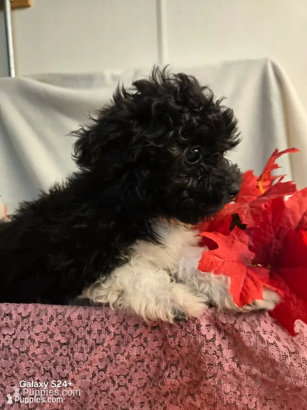 Sally – Havapoo puppy for sale in Beach City, OH