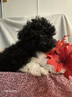 Sally, a female Havapoo for sale in Beach City, OH – 10 of 10