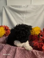 Sally, a female Havapoo for sale in Beach City, OH – 8 of 10